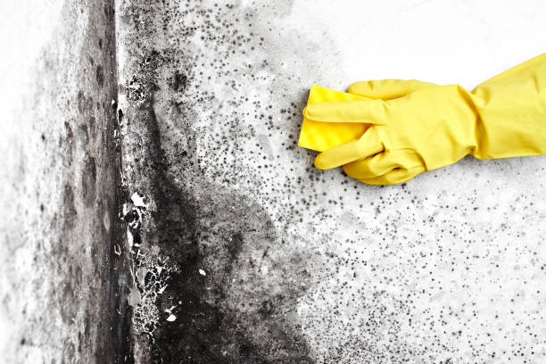 Best Mold Damage Restoration  in Dover, FL